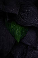 .tongue by DanielEyre