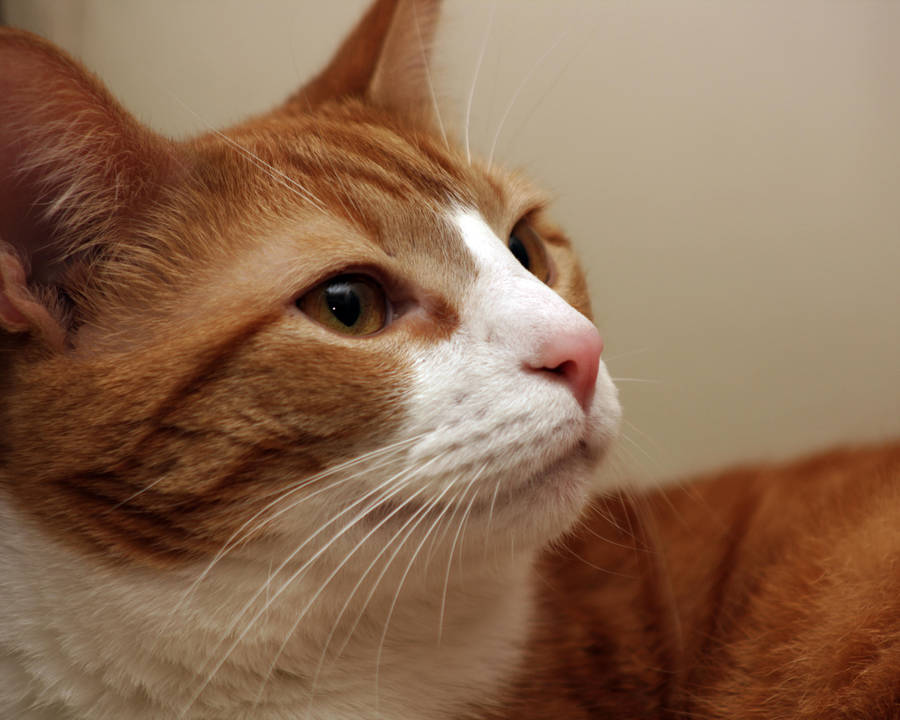 Cat Closeup 3 by sleddog116