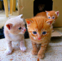 What did you just say? by AliasElectra