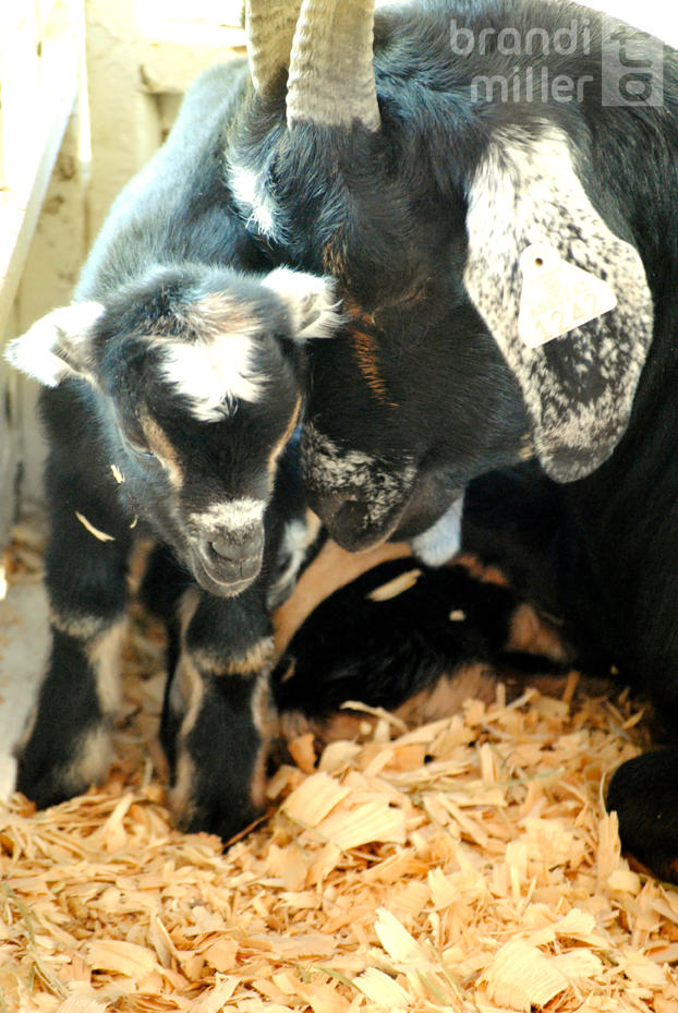Baby Goat and Momma by brandimillerart