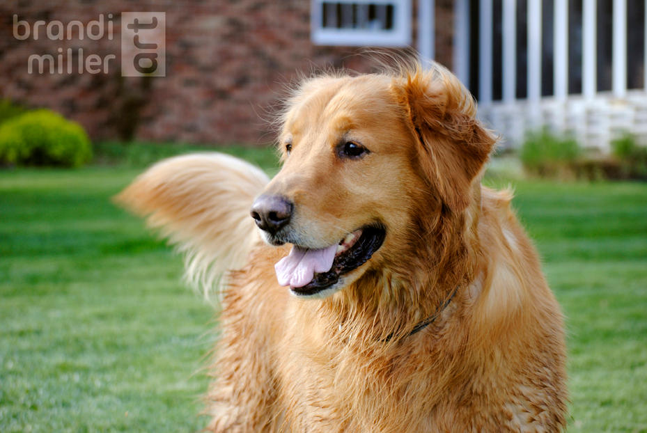 Buddy the Golden Retriever 02 by brandimillerart
