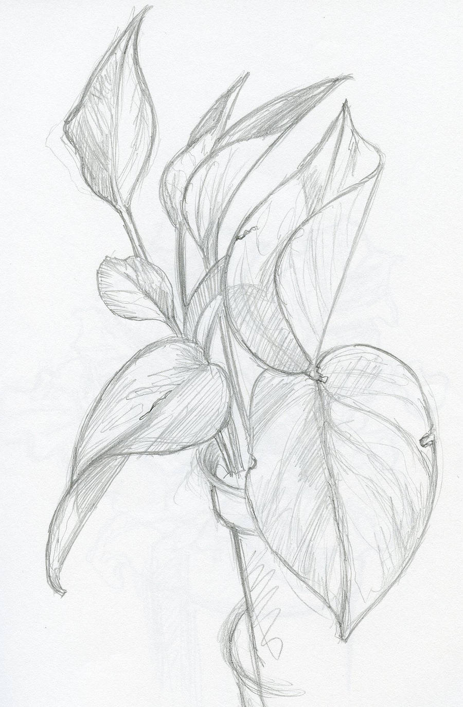 Plant Pencil Drawing