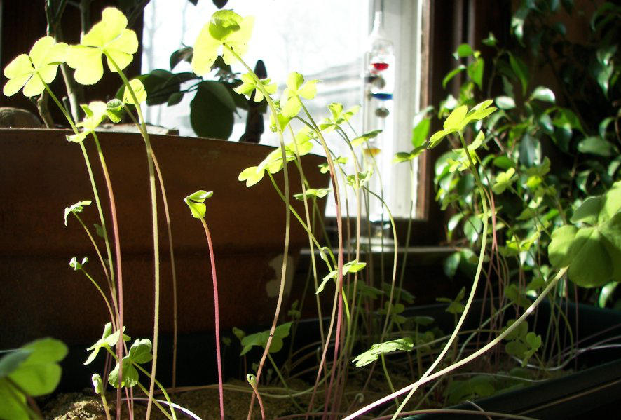 Oxalis in morning by Littlelion225