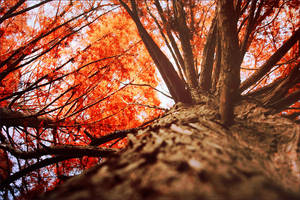 An orange maze by tibiii