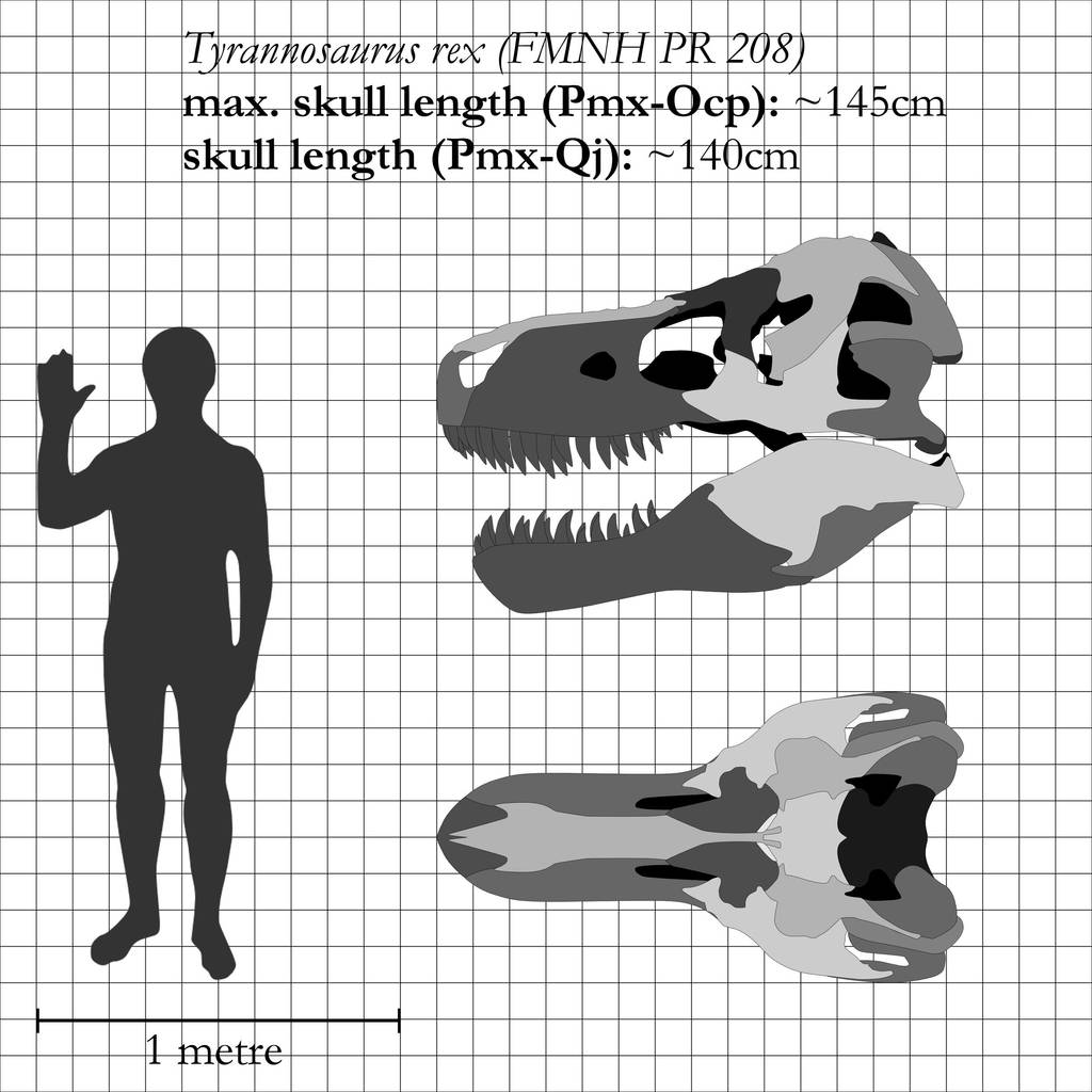 T. rex: the most iconic skull ever by theropod1