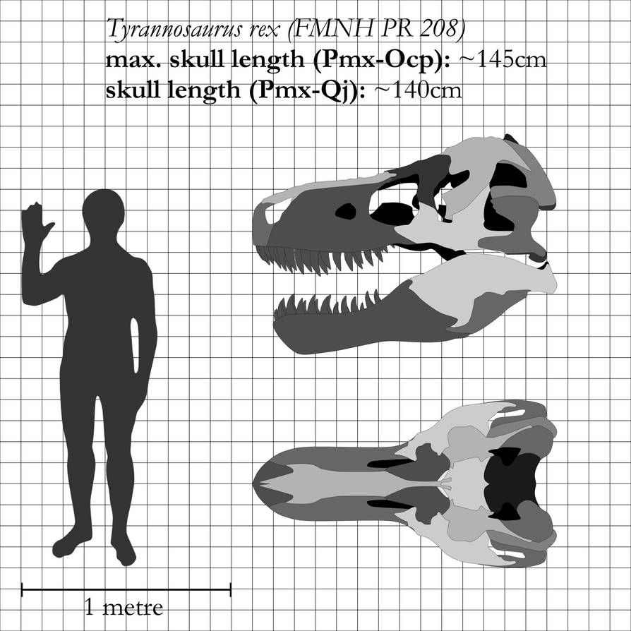 T. rex: the most iconic skull ever by theropod1
