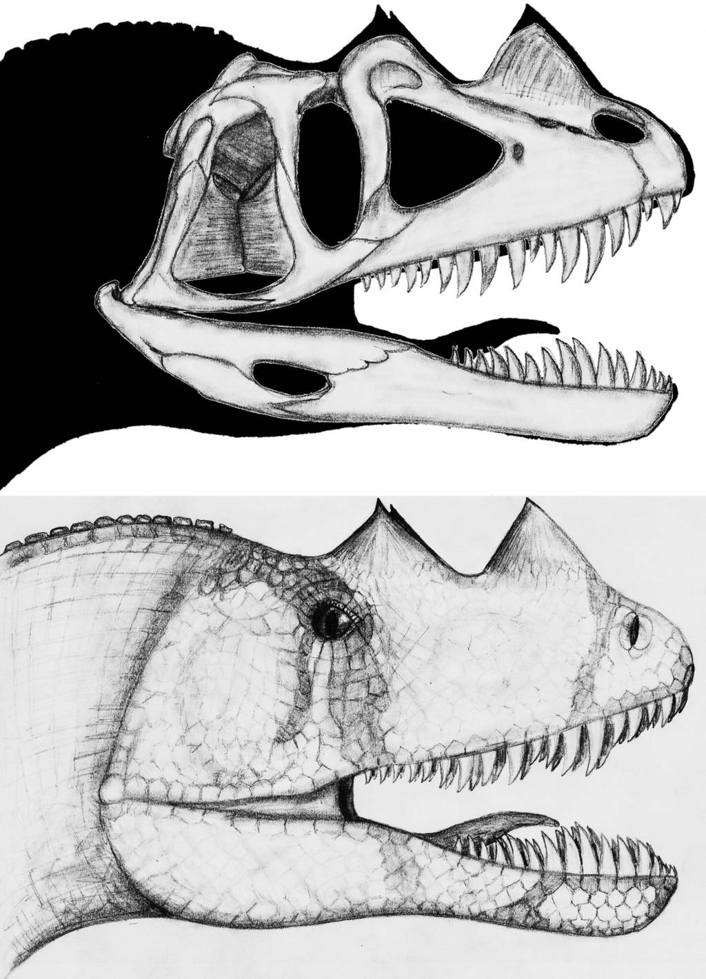 Ceratosaurus nasicornis by theropod1