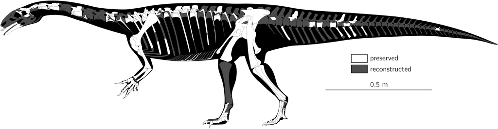 juvenile P. engelhardti by theropod1