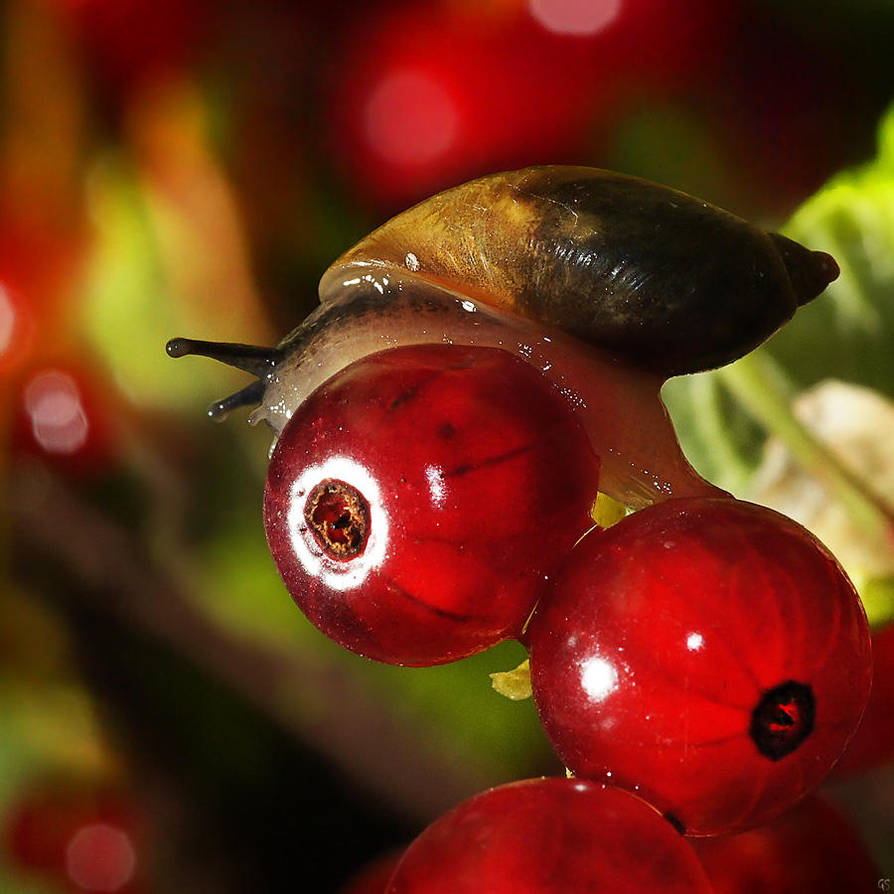 The Snail And A Red Currant Color By Andygs On Deviantart The Snail And A Red Currant Color By Andygs