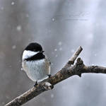 :: puffball :: by hellfirediva