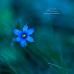 :: blue moon :: by hellfirediva