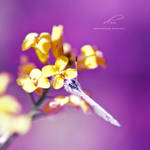 :: d'oro :: by hellfirediva