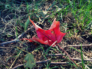 Harbinger of Fall by Rienet-Halun Harbinger of Fall by Rienet-Halun