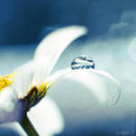 daisy blue.2 by simoendli