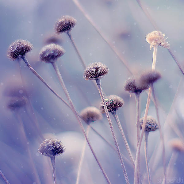 winter wonderland. by simoendli