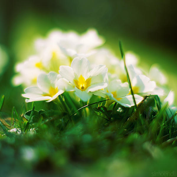primroses. by simoendli