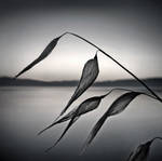 --- by freexel