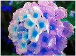 .lantana. by luckyshamrocks