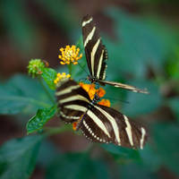 Together by schnishna