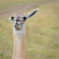 llama, llama, duck by schnishna