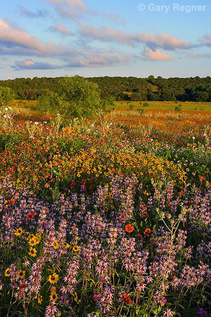 Wildflower Fields by gregner