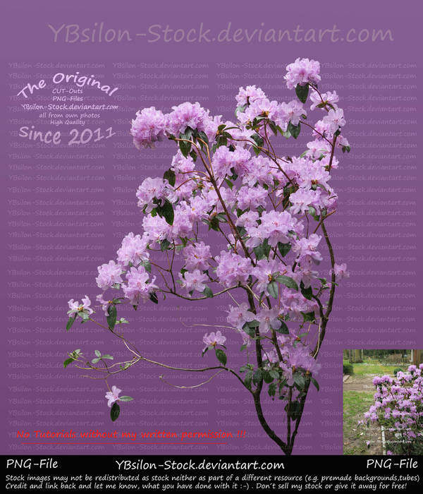 Purple Flower-Bush by YBsilon-Stock by YBsilon-Stock