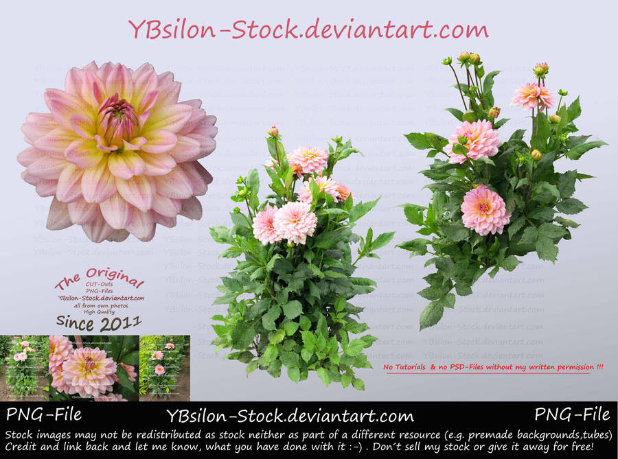 Pink Dahlia by YBsilon-Stock by YBsilon-Stock