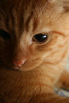 Garfield II by thatchemicalromance