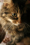 Oliver by thatchemicalromance