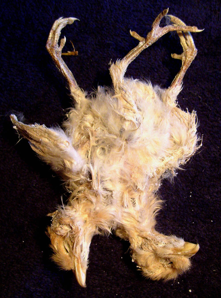 2 Headed Freak Chicken Gaff 3 by DETHCHEEZ