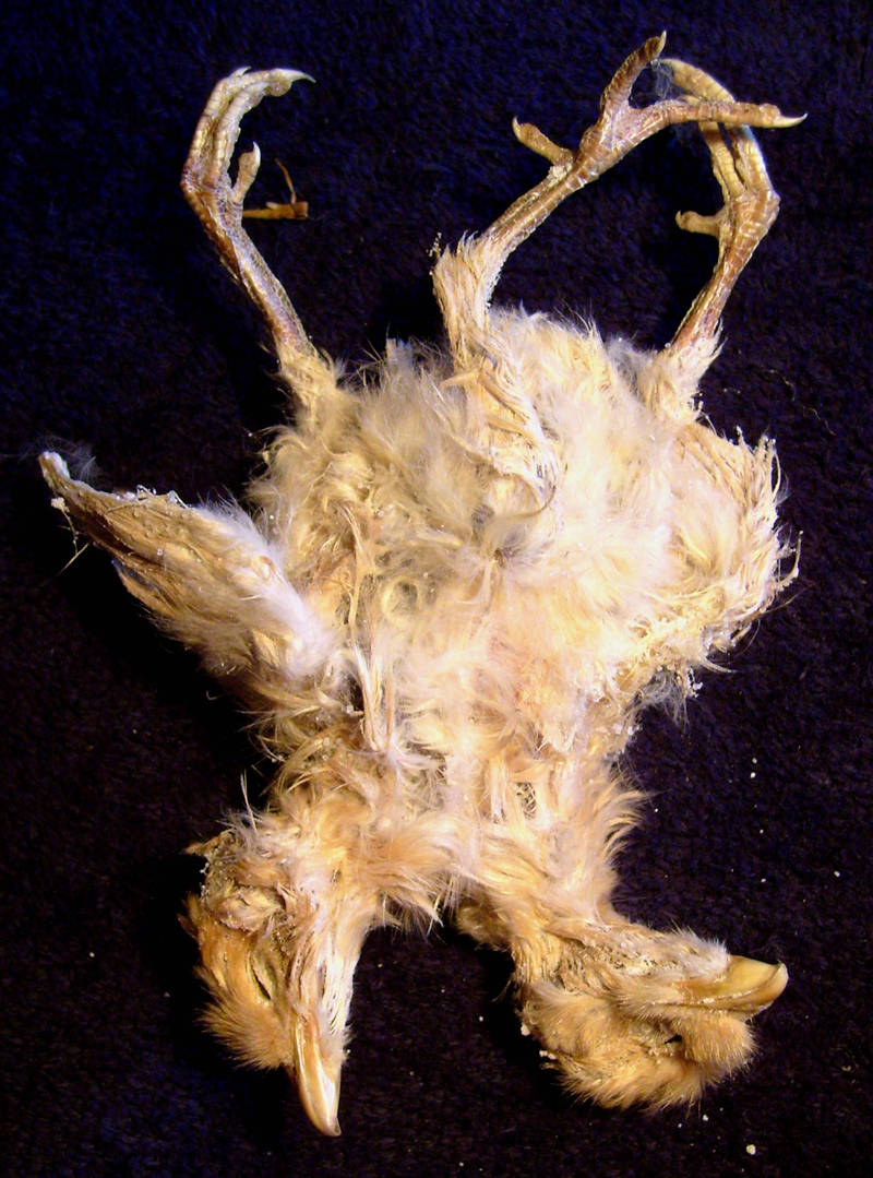 2 Headed Freak Chicken Gaff 3 by DETHCHEEZ