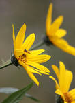 busy bee by eyip