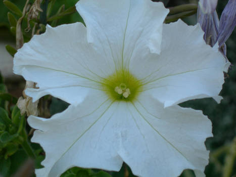 White Flower Jasmine With Green Center By Icantgivecredit On White Flower Jasmine With Green Center By Icantgivecredit On Deviantart