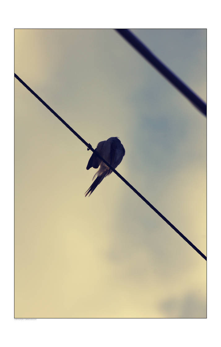 Birds by samurai-charger