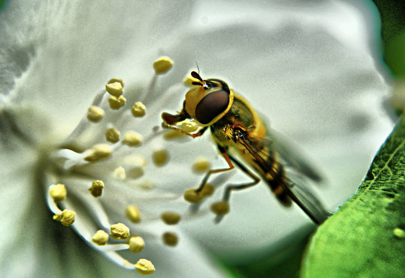 Bee on the Jasmine by OlgaC