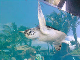 Sea Turtle by bee930