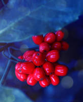 elixir by GirL-PoiSoned