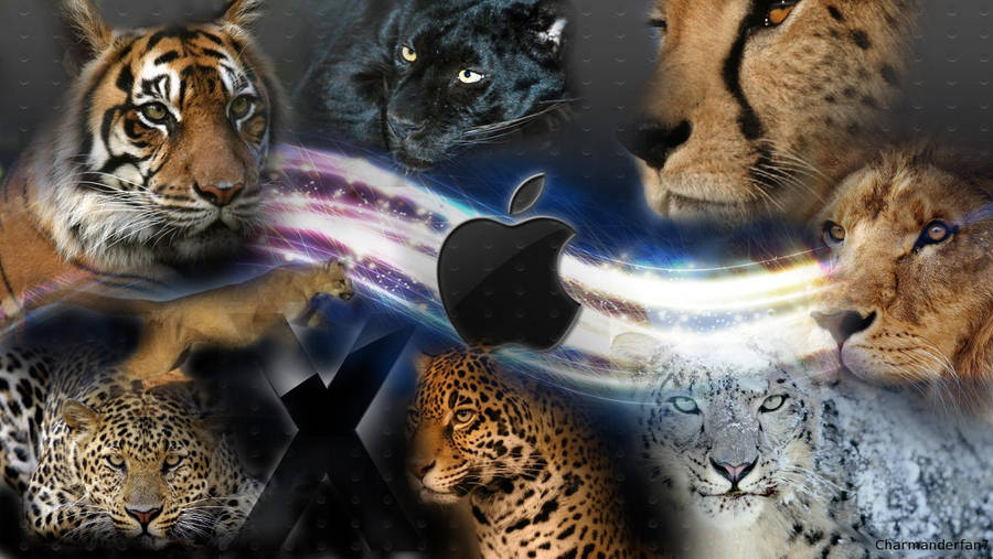Mac OS X Cats Background by charmanderfan7
