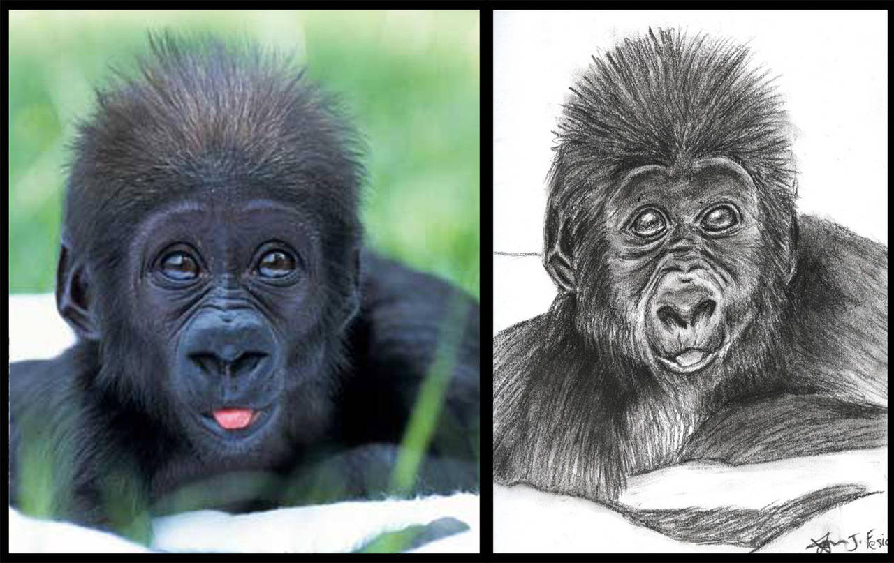 Reference to Charcoal- Gorilla by Jezzy-Fezzy on DeviantArt