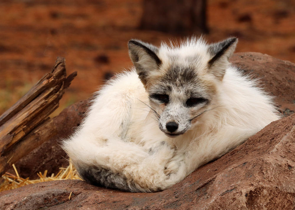 Oldtimer Platinum Fox by Jack-13