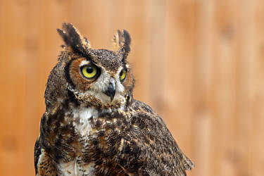 Photography Birds On Da Animals Deviantart