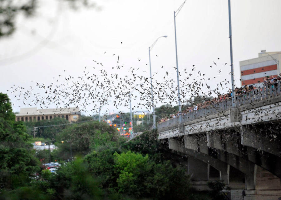 Austin Bats 2 by Kicks02