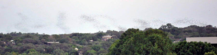 Austin Bats 3 by Kicks02