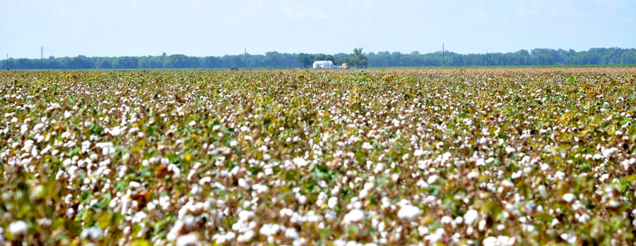 Cotton Fields by Kicks02