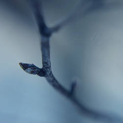 Will never blossom by JaneinHell