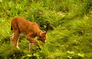 lynx by killerkrabbe