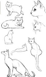 Cat Poses: Study 2 by FlameFoxe