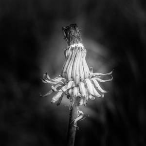 Summer is nearly over 1 by pillendrehr Summer is nearly over 1 by pillendrehr