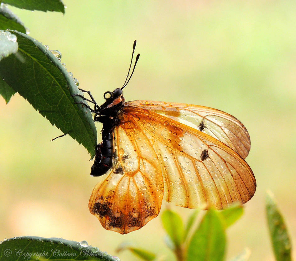 Soaked Butterfly by eyeluvroses Soaked Butterfly by eyeluvroses