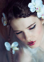 Phalaenopsis by anaispopy